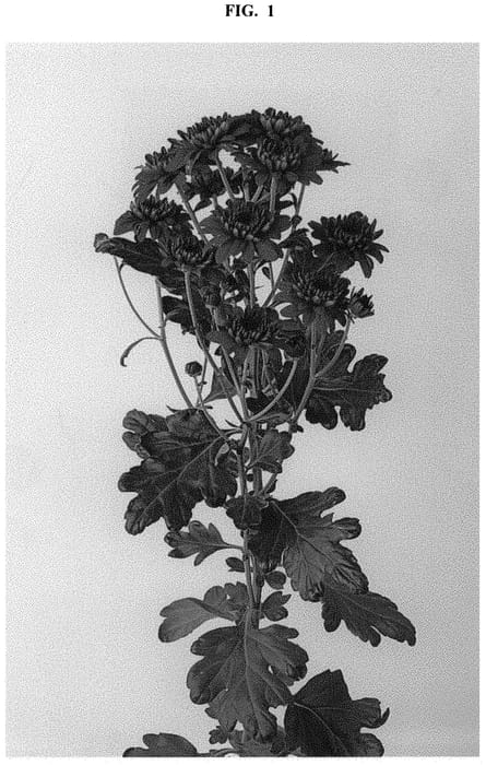Figure 1 of US plant patent PP32632, the photograph of DLFCHIA4 printed in the patent.
