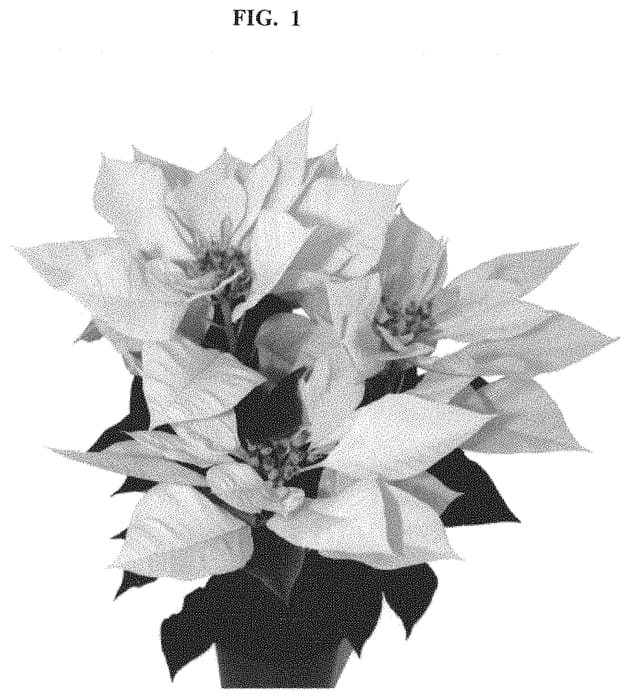 Figure 1 of US plant patent PP32633, the photograph of Rineal printed in the patent.