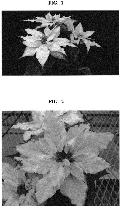 Figure 1 of US plant patent PP32634, the photograph of Bonpri 14105 printed in the patent.