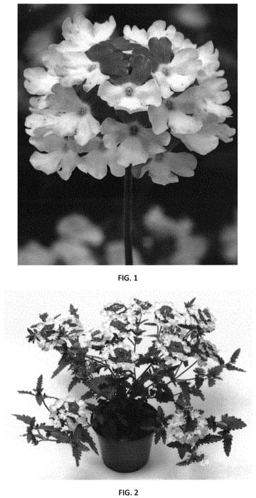 Figure 1 of US plant patent PP32635, the photograph of VEAZ0057 printed in the patent.