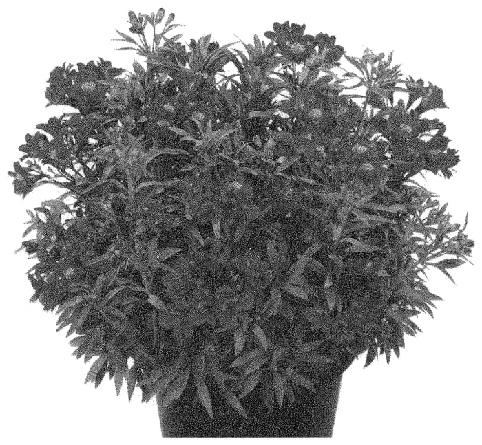 Figure 1 of US plant patent PP32636, the photograph of Tessumred printed in the patent.
