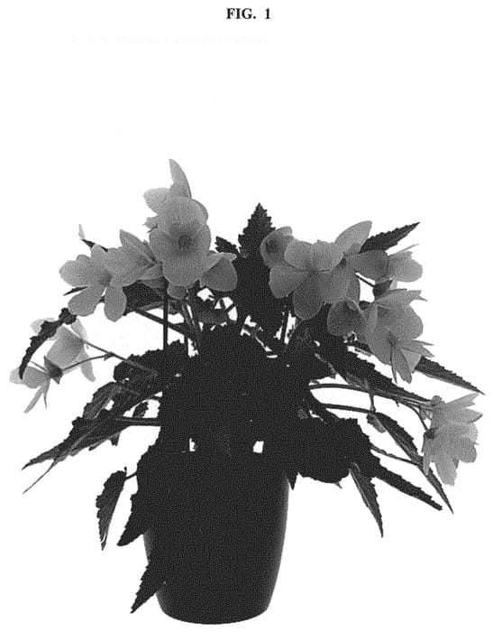 Figure 1 of US plant patent PP32637, the photograph of KROUTYE01 printed in the patent.