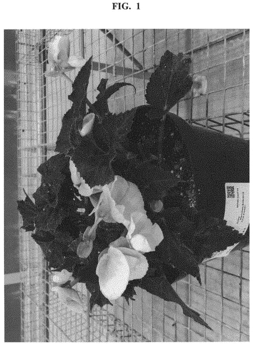 Figure 1 of US plant patent PP32638, the photograph of Kerbespicup printed in the patent.