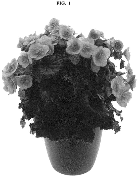 Figure 1 of US plant patent PP32639, the photograph of BKPBEESM printed in the patent.
