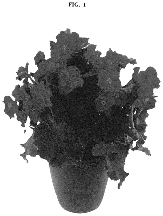 Figure 1 of US plant patent PP32640, the photograph of BKPBEMCRG printed in the patent.