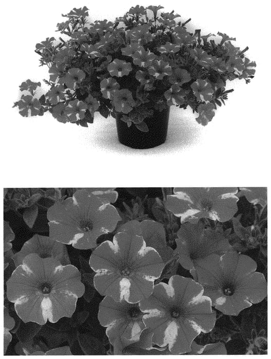 Figure 1 of US plant patent PP32641, the photograph of BBTUN91601M2 printed in the patent.