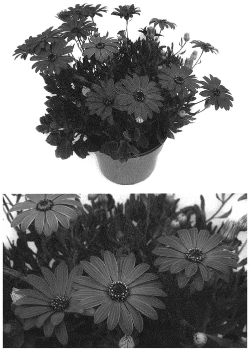 Figure 1 of US plant patent PP32642, the photograph of INOSTBLPUR printed in the patent.