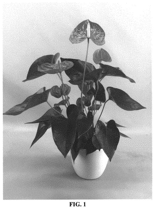 Figure 1 of US plant patent PP32643, the photograph of ANTHETAAD printed in the patent.