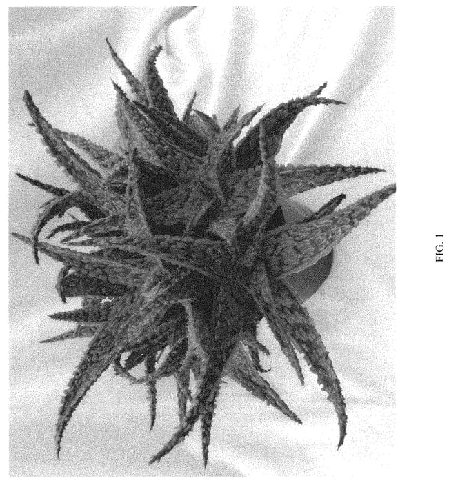 Figure 1 of US plant patent PP32644, the photograph of CRIMSON DRAGON printed in the patent.