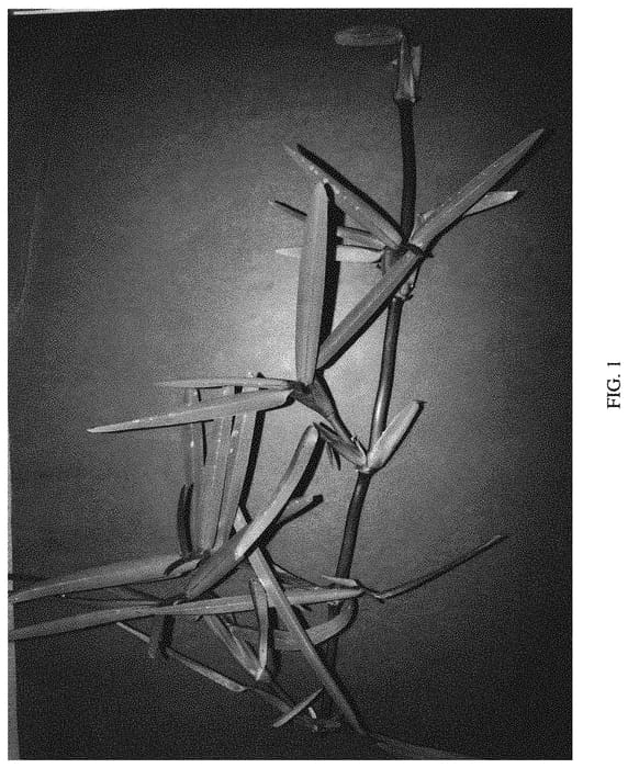 Figure 1 of US plant patent PP32645, the photograph of FSA1602 printed in the patent.