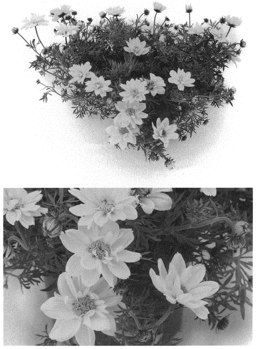 Figure 1 of US plant patent PP32646, the photograph of BID16101 printed in the patent.
