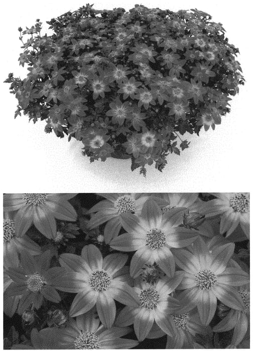 Figure 1 of US plant patent PP32647, the photograph of INBIDCAMEM printed in the patent.