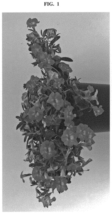 Figure 1 of US plant patent PP32648, the photograph of BBCAL99001 printed in the patent.