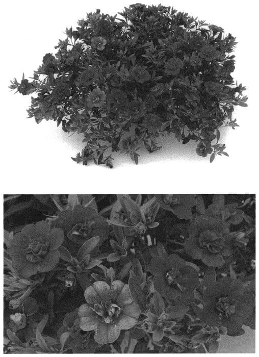 Figure 1 of US plant patent PP32649, the photograph of INCALDOBLU printed in the patent.