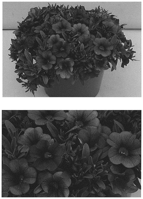 Figure 1 of US plant patent PP32650, the photograph of INCALCOBLU printed in the patent.