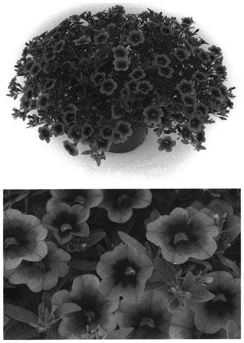 Figure 1 of US plant patent PP32651, the photograph of BBCAL82402 printed in the patent.