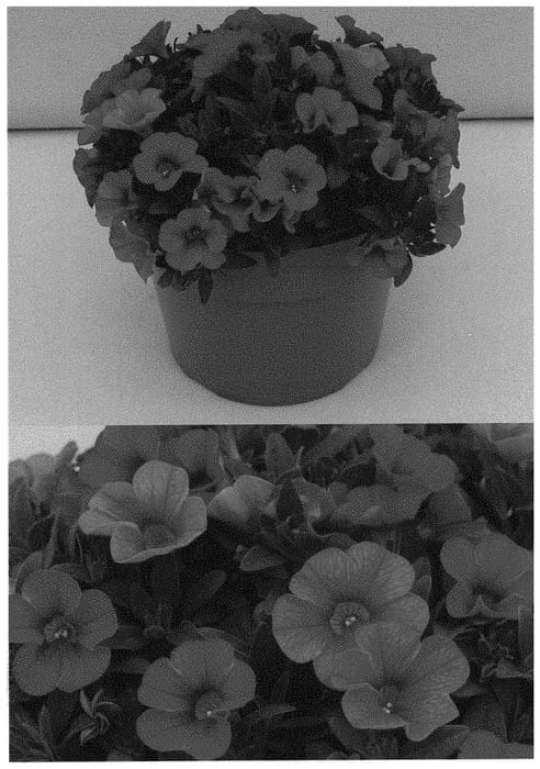Figure 1 of US plant patent PP32652, the photograph of BBCAL83901 printed in the patent.