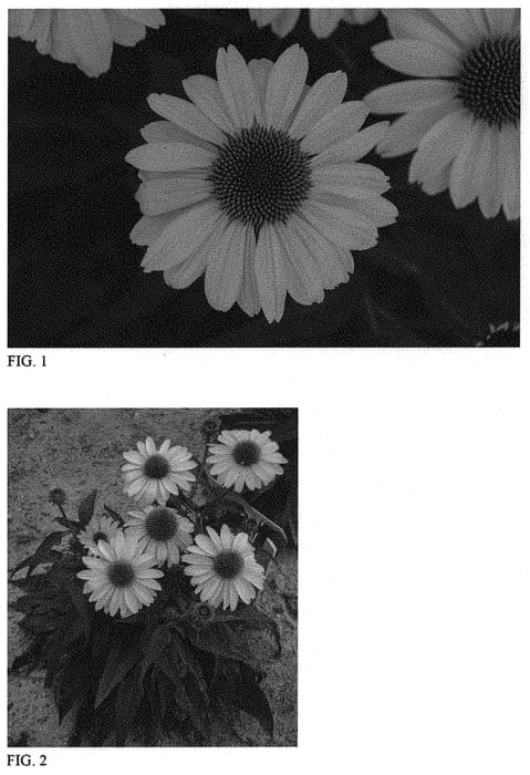 Figure 1 of US plant patent PP32653, the photograph of Canary Feathers printed in the patent.