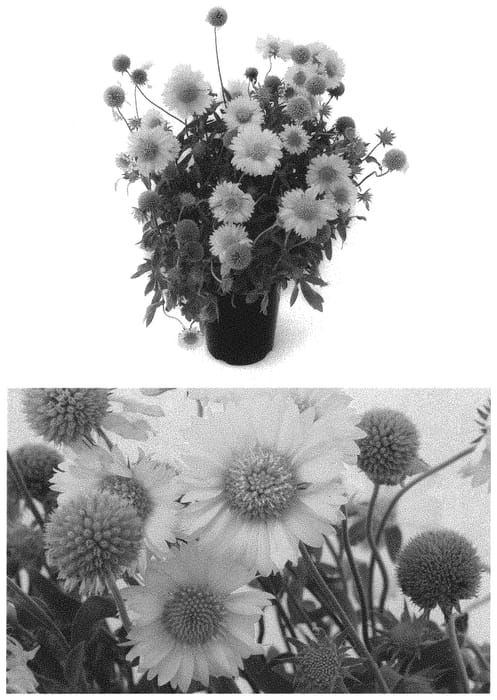 Figure 1 of US plant patent PP32654, the photograph of G15270 printed in the patent.