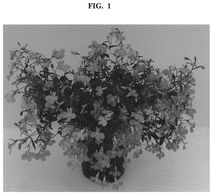 Figure 1 of US plant patent PP32655, the photograph of WNLOLASKBL printed in the patent.