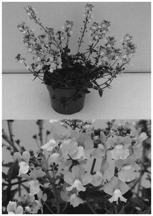 Figure 1 of US plant patent PP32656, the photograph of INNEMAROPI printed in the patent.