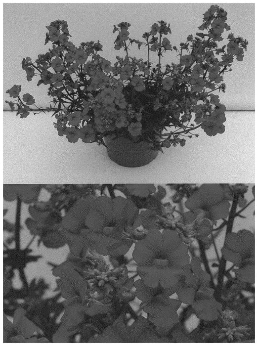 Figure 1 of US plant patent PP32657, the photograph of INNEMCRARE printed in the patent.