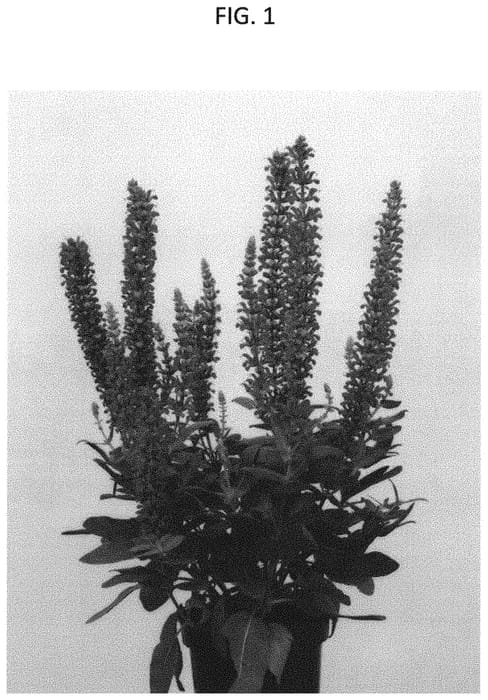 Figure 1 of US plant patent PP32658, the photograph of GRUSALRP printed in the patent.