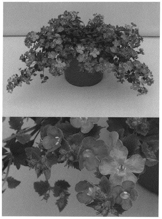 Figure 1 of US plant patent PP32659, the photograph of WINSUSNOBL printed in the patent.