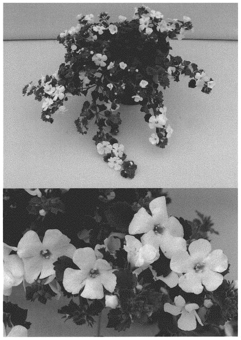 Figure 1 of US plant patent PP32660, the photograph of WINSUSNOGB printed in the patent.