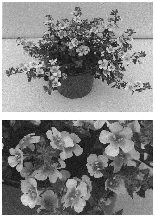 Figure 1 of US plant patent PP32661, the photograph of INSUTSNPIM printed in the patent.