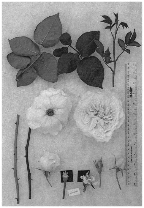 Figure 1 of US plant patent PP32662, the photograph of AUSimage printed in the patent.