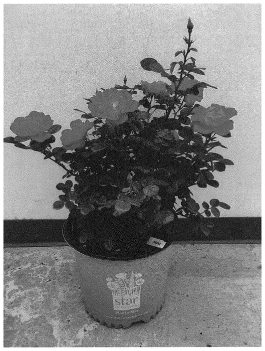 Figure 1 of US plant patent PP32663, the photograph of Sprogreatpink printed in the patent.