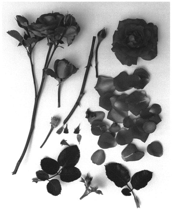 Figure 1 of US plant patent PP32664, the photograph of Poulcas060 printed in the patent.