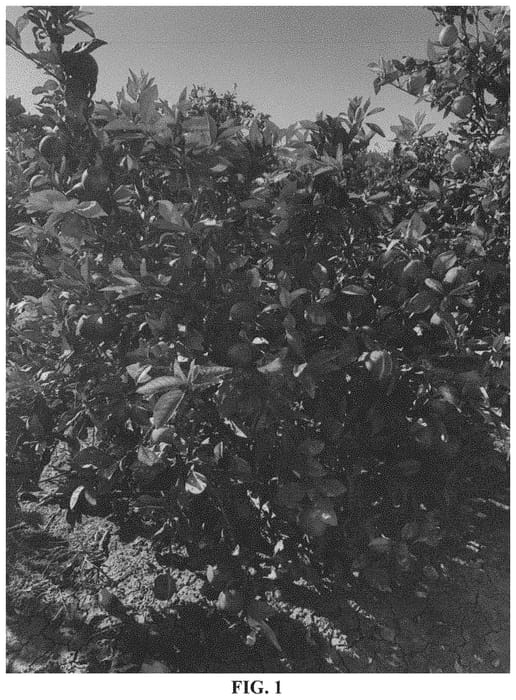 Figure 1 of US plant patent PP32665, the photograph of Onix blood printed in the patent.