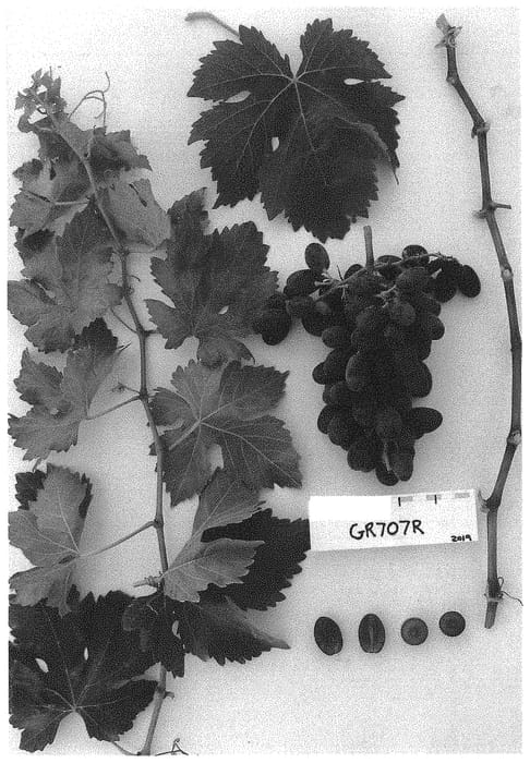 Figure 1 of US plant patent PP32666, the photograph of Sugrafiftyeight printed in the patent.