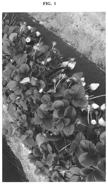 Figure 1 of US plant patent PP32667, the photograph of FS 1705 printed in the patent.