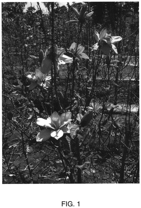 Figure 1 of US plant patent PP32668, the photograph of MGYOD209A printed in the patent.
