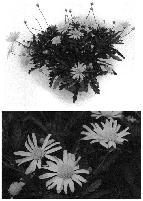 Figure 1 of US plant patent PP32669, the photograph of EUR16001 printed in the patent.