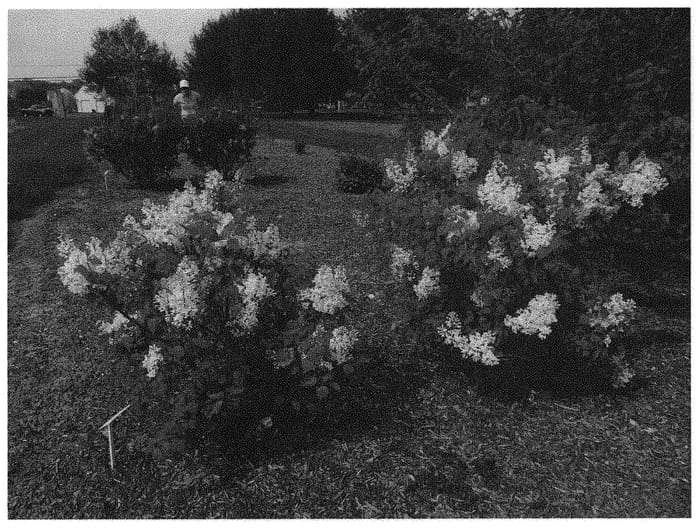 Figure 1 of US plant patent PP32670, the photograph of G13103 printed in the patent.
