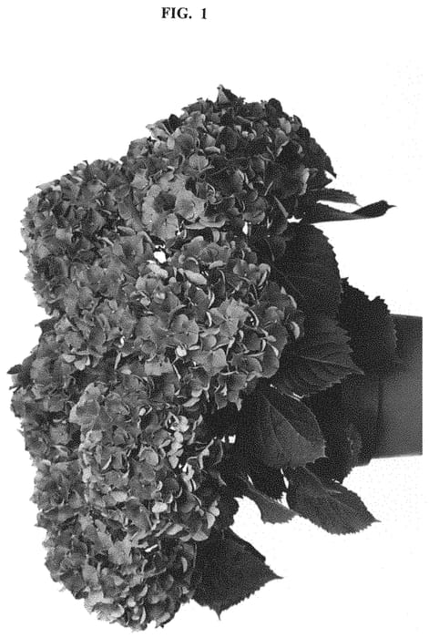 Figure 1 of US plant patent PP32671, the photograph of HIFIR printed in the patent.