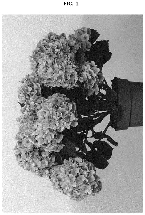 Figure 1 of US plant patent PP32672, the photograph of HIRIV printed in the patent.