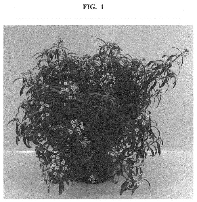 Figure 1 of US plant patent PP32673, the photograph of Inlbumokni printed in the patent.