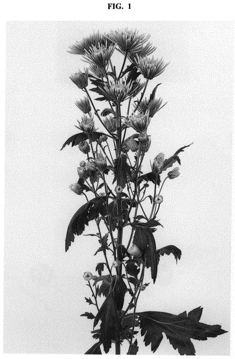 Figure 1 of US plant patent PP32674, the photograph of DLFHED3 printed in the patent.