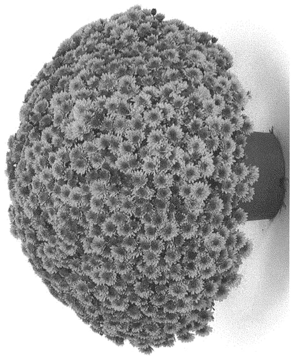 Figure 1 of US plant patent PP32675, the photograph of G21SOU11OR printed in the patent.
