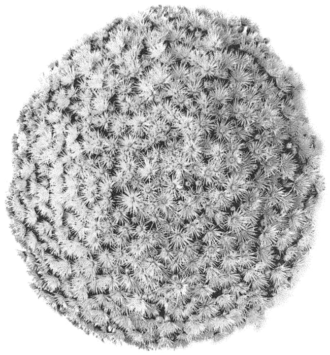 Figure 1 of US plant patent PP32677, the photograph of G20POS01WH printed in the patent.