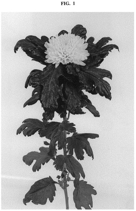 Figure 1 of US plant patent PP32678, the photograph of DLFSOLE2 printed in the patent.