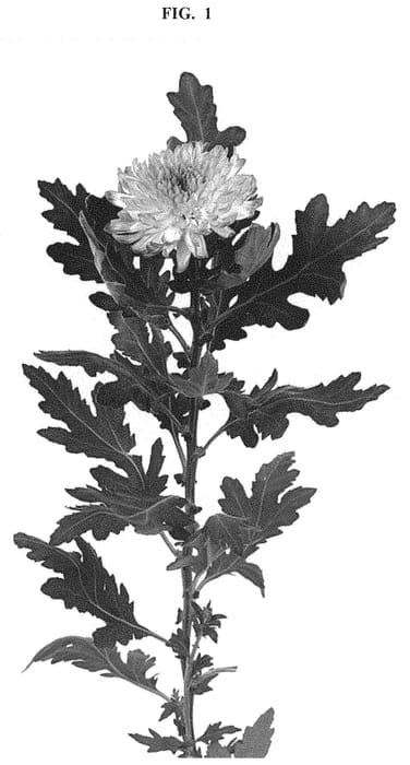 Figure 1 of US plant patent PP32679, the photograph of DLFZEMB5 printed in the patent.