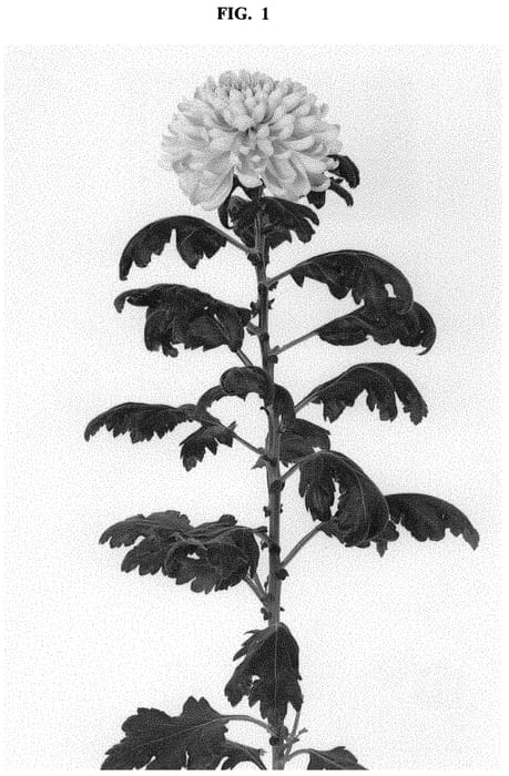 Figure 1 of US plant patent PP32680, the photograph of DLFROSY3 printed in the patent.