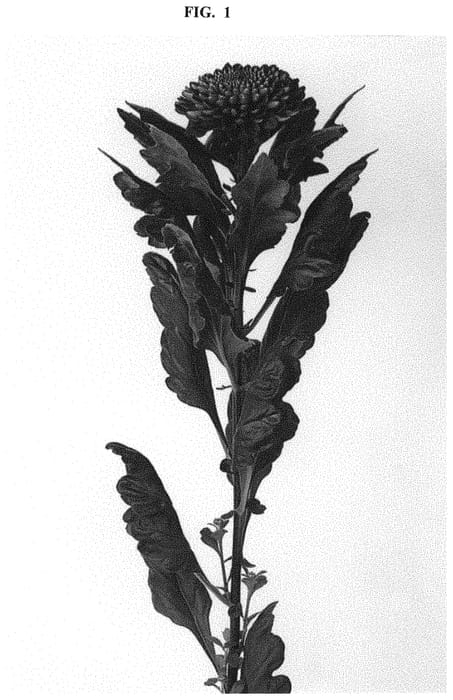 Figure 1 of US plant patent PP32681, the photograph of DLFGAVI7 printed in the patent.