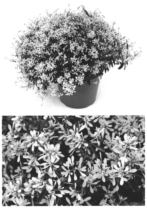 Figure 1 of US plant patent PP32682, the photograph of INCHADIACL printed in the patent.